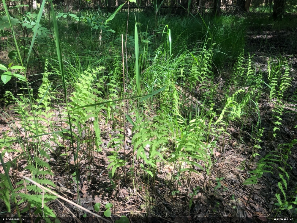 Purvāju purvpaparde