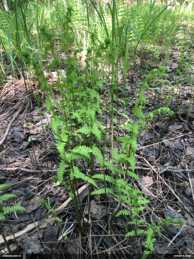 Purvāju purvpaparde