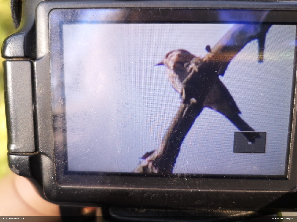 Tree Pipit