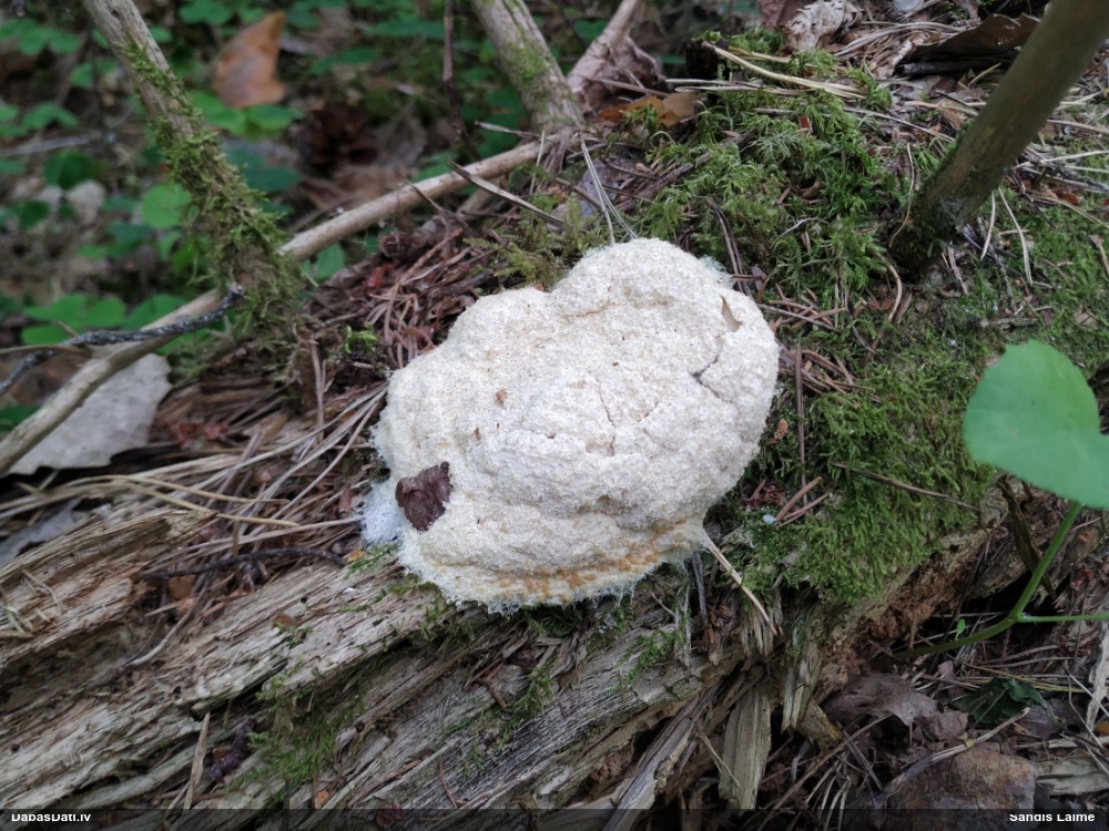 Baltais ragansviests