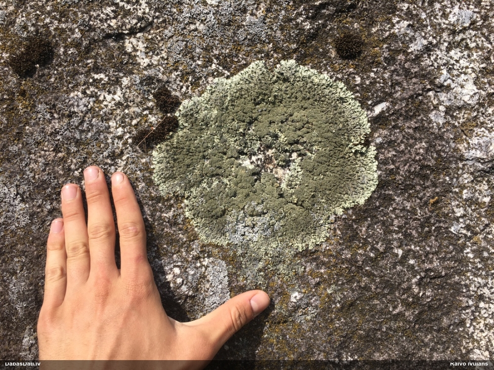 Ķērpis Xanthoparmelia conspersa