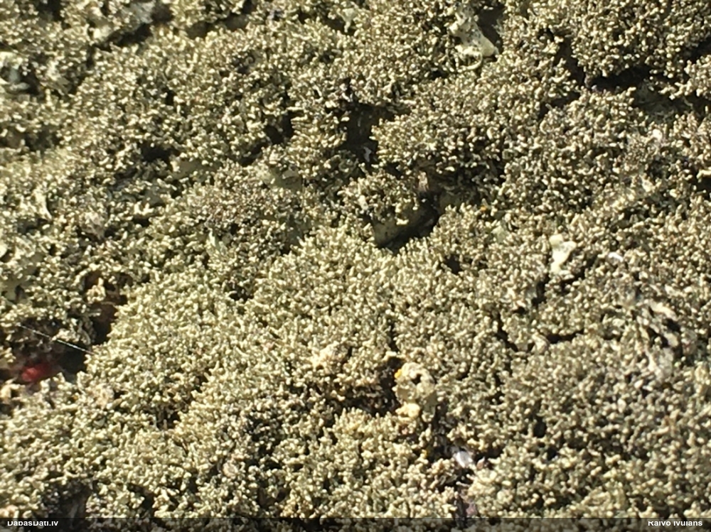 Ķērpis Xanthoparmelia conspersa