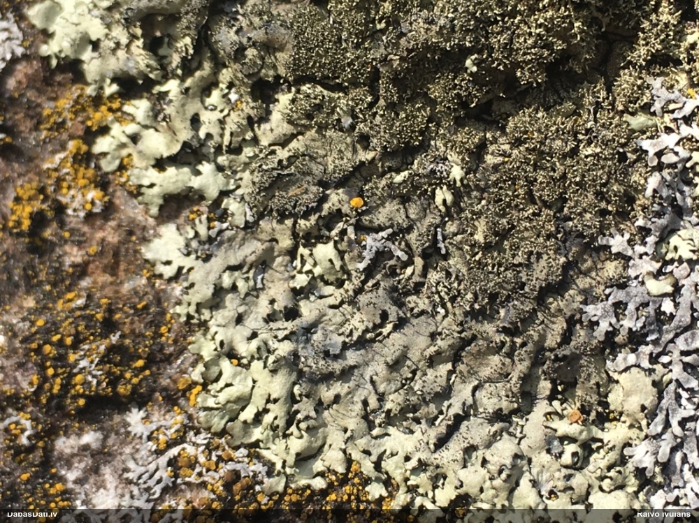 Ķērpis Xanthoparmelia conspersa