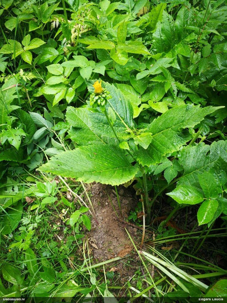 Krāšņā telēkija