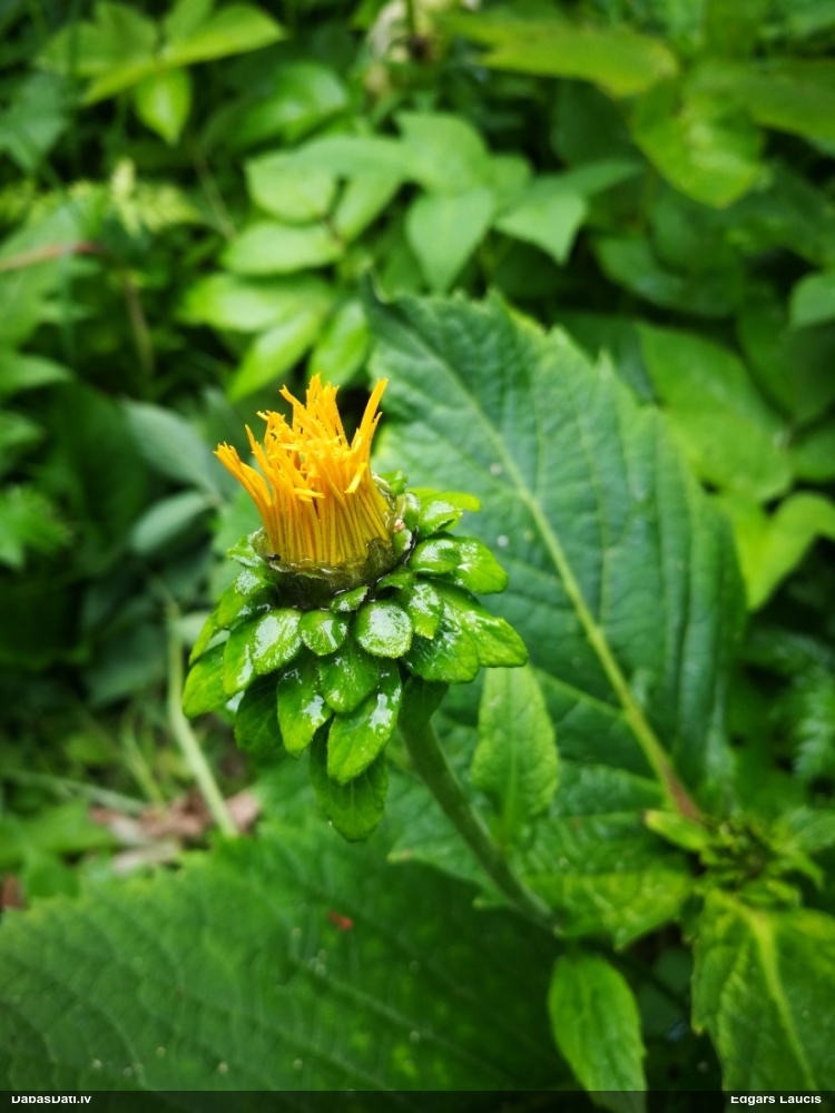 Krāšņā telēkija