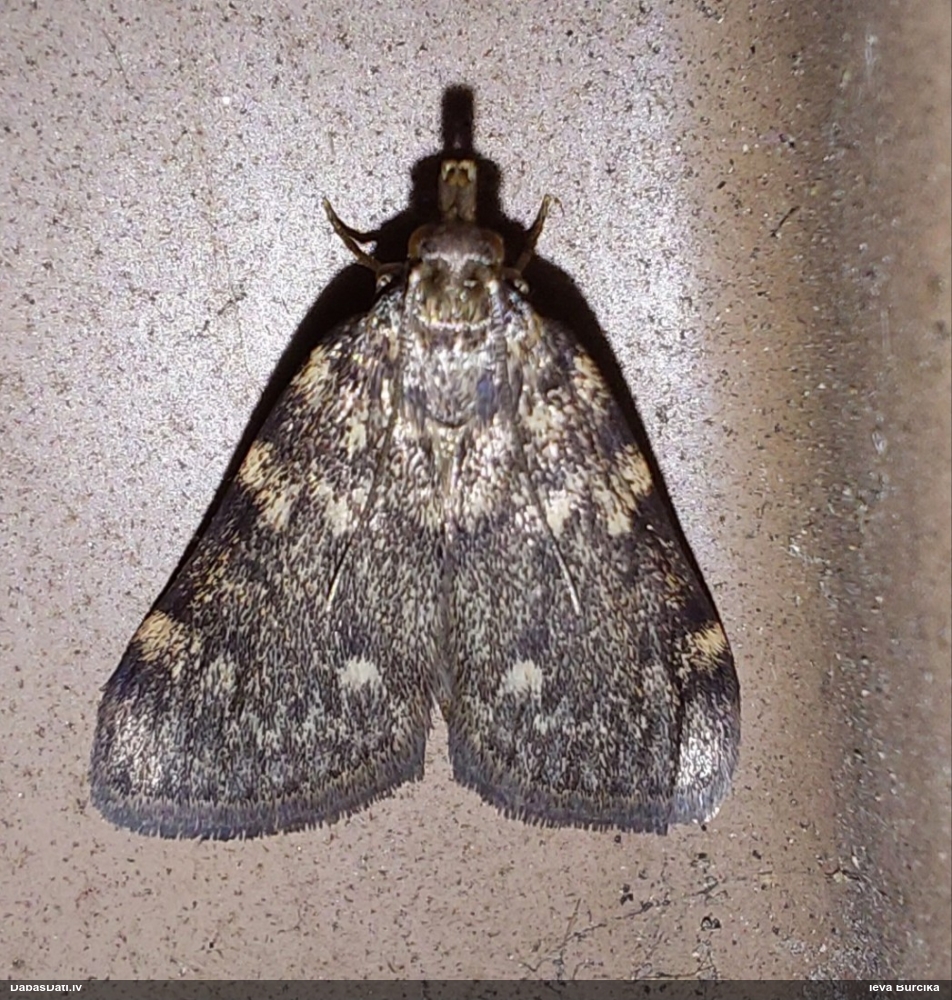 Svilnis Aglossa pinguinalis