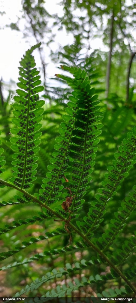 Melnā ozolpaparde, vīrpaparde