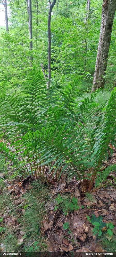 Melnā ozolpaparde, vīrpaparde