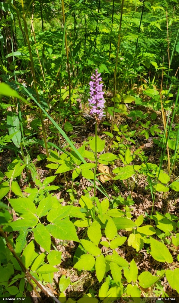 Fuksa dzegužpirkstīte