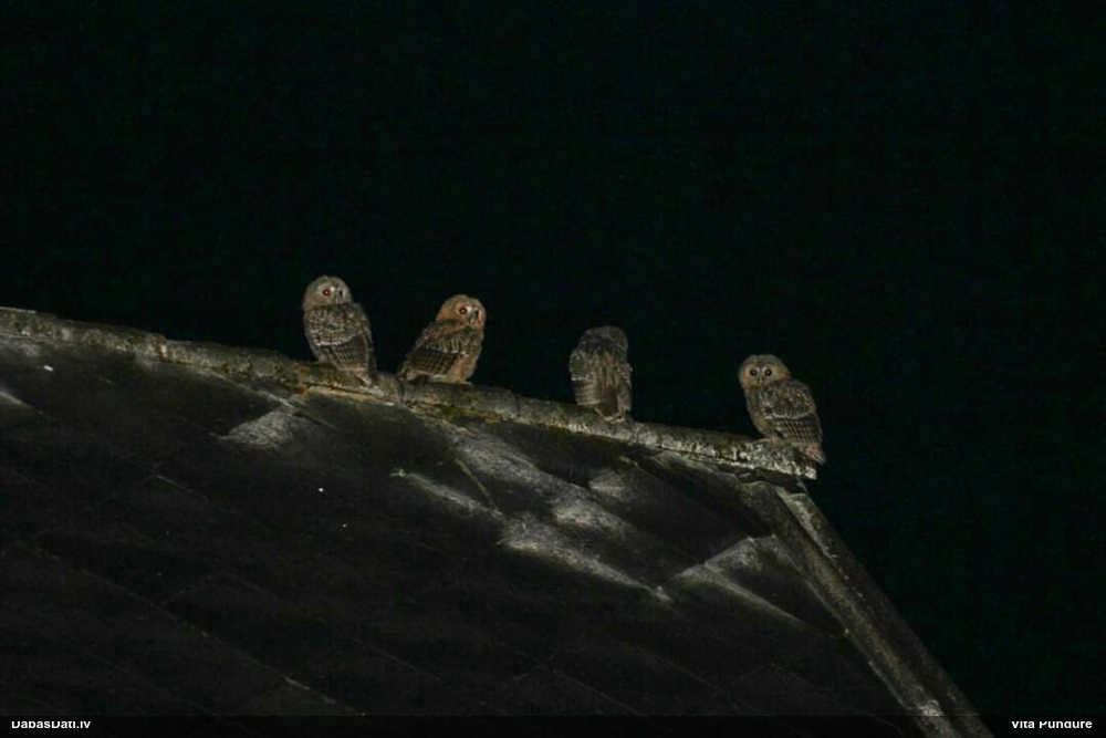 Tawny Owl