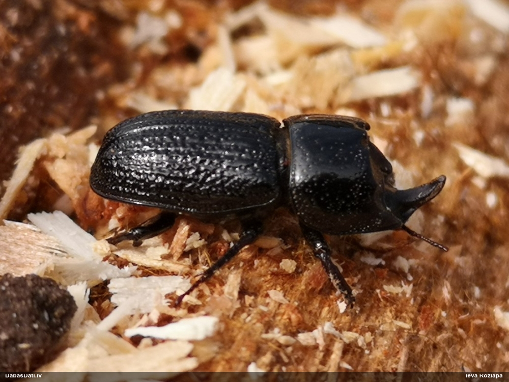 Mazā (vienraga) briežvabole