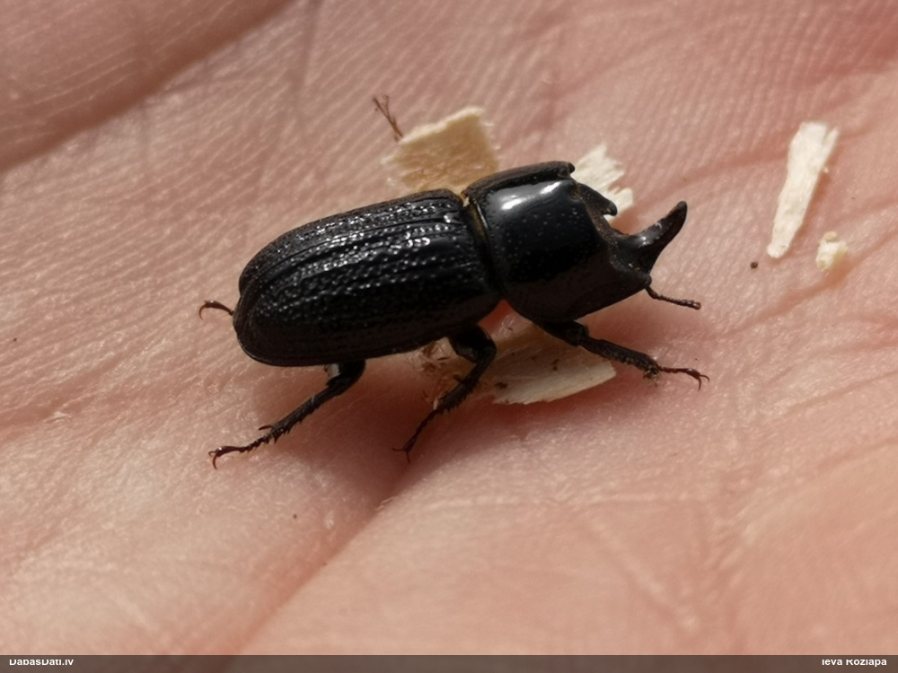 Mazā (vienraga) briežvabole