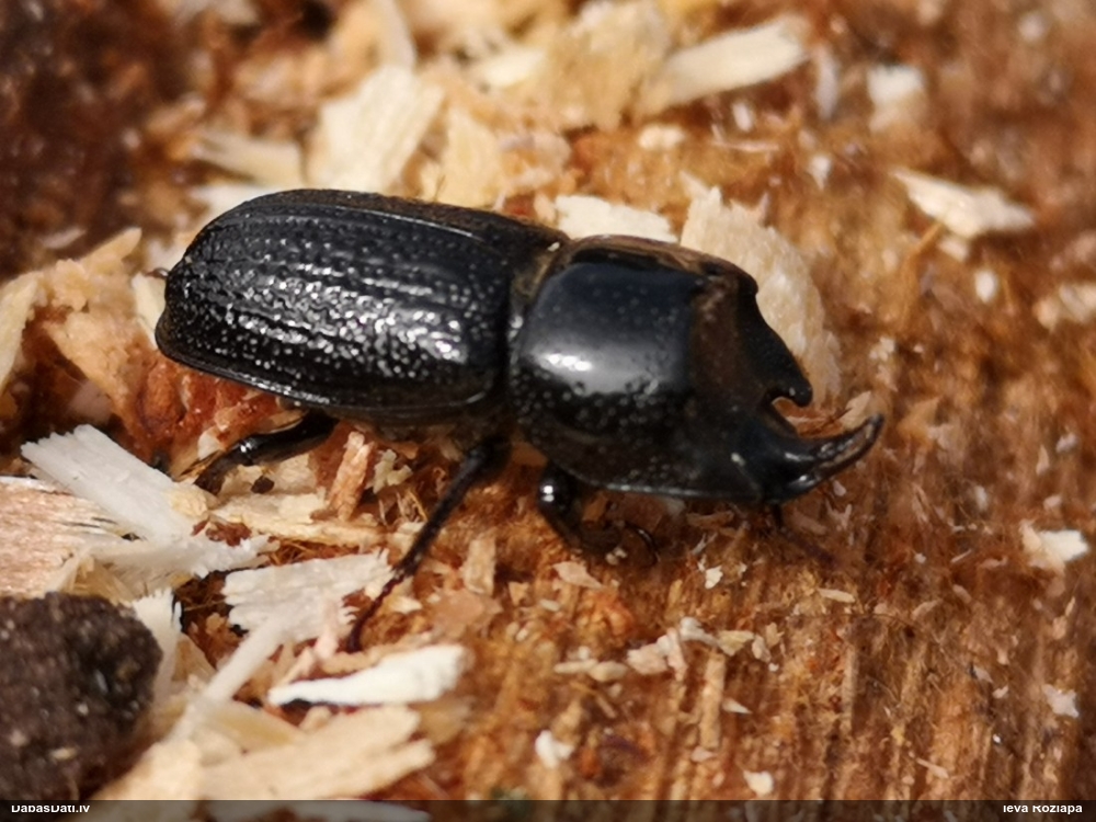 Mazā (vienraga) briežvabole