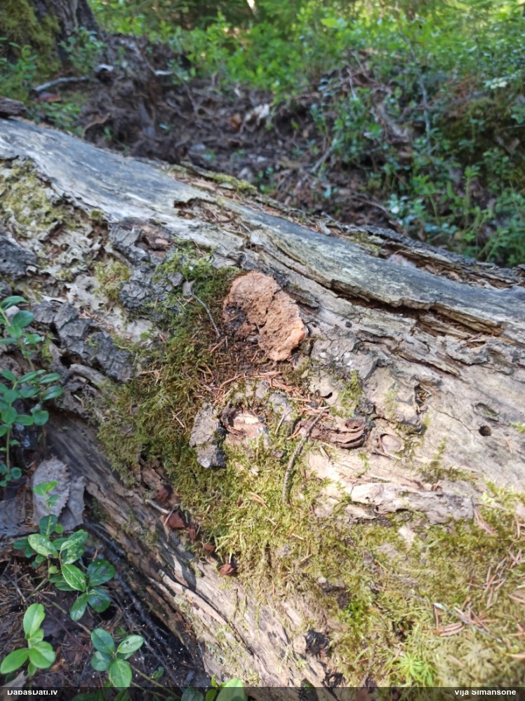 Rūsganais ragansviests