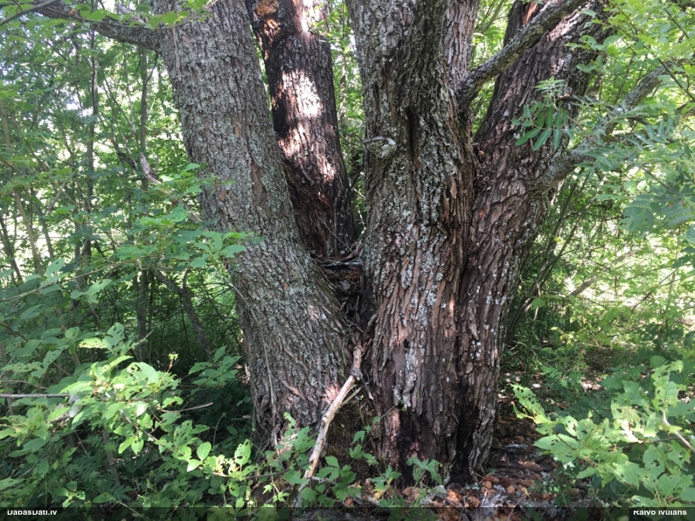 Blīgzna, pūpolvītols