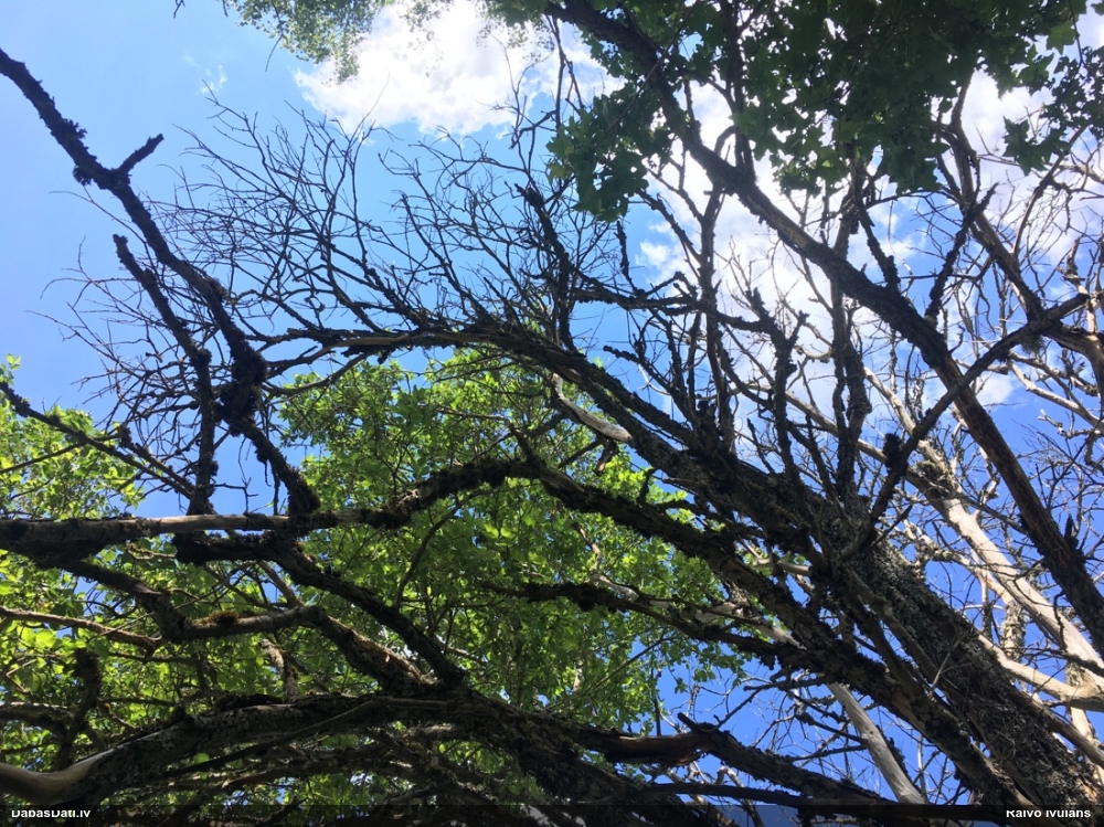 Blīgzna, pūpolvītols