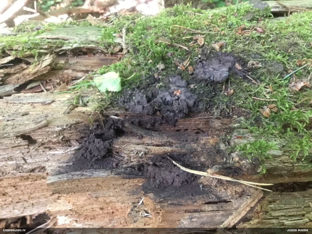 Pumpurīšu dzimtas gļotsēne (nenoteikta)