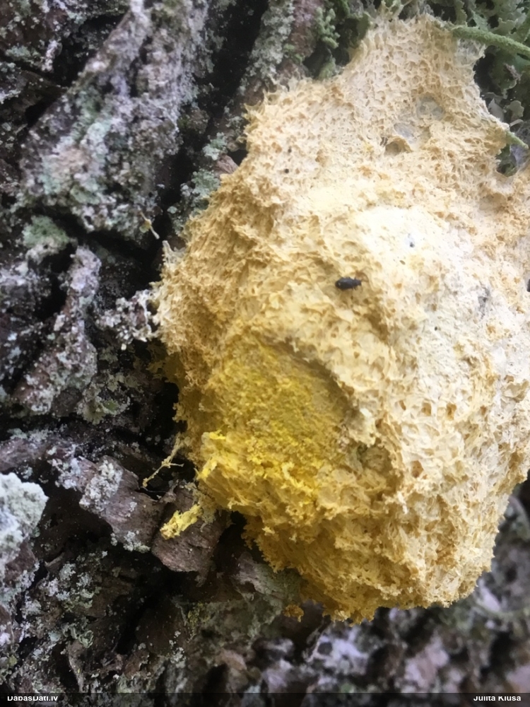 Parastais ragansviests (neprecizēta varietāte)