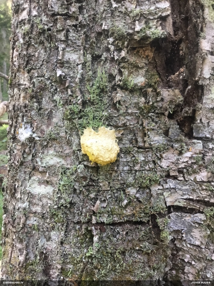 Parastais ragansviests (neprecizēta varietāte)