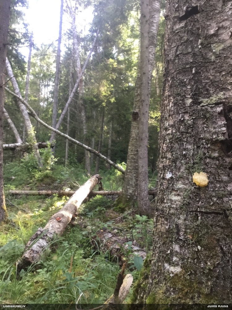 Parastais ragansviests (neprecizēta varietāte)