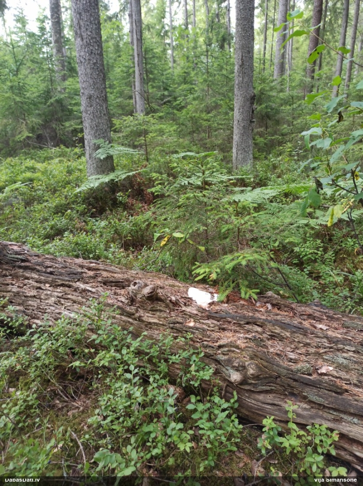 Baltais ragansviests