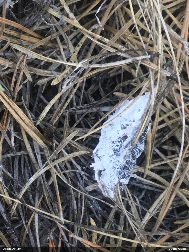 Pārslainās cukurītes tīklsporu varietāte