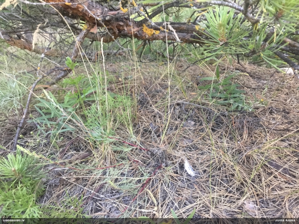 Pārslainās cukurītes tīklsporu varietāte