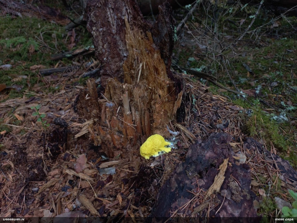 Dzeltenais ragansviests