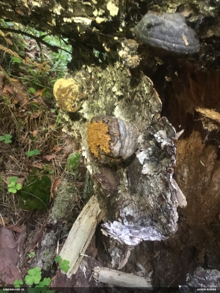 Maldinošā pilienīte