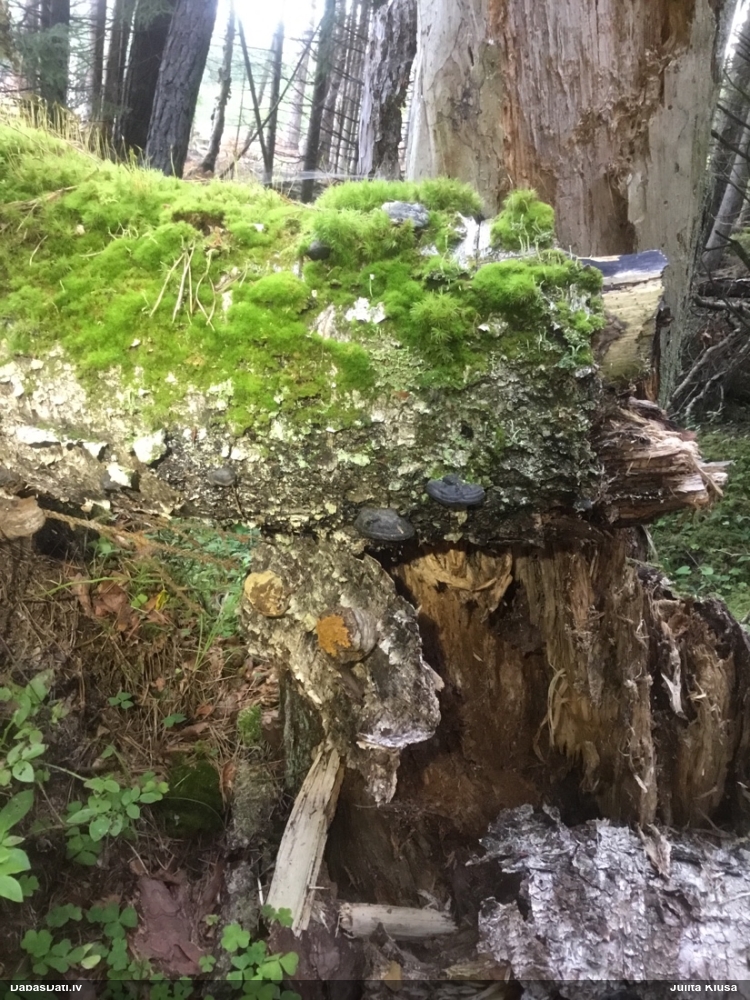 Maldinošā pilienīte