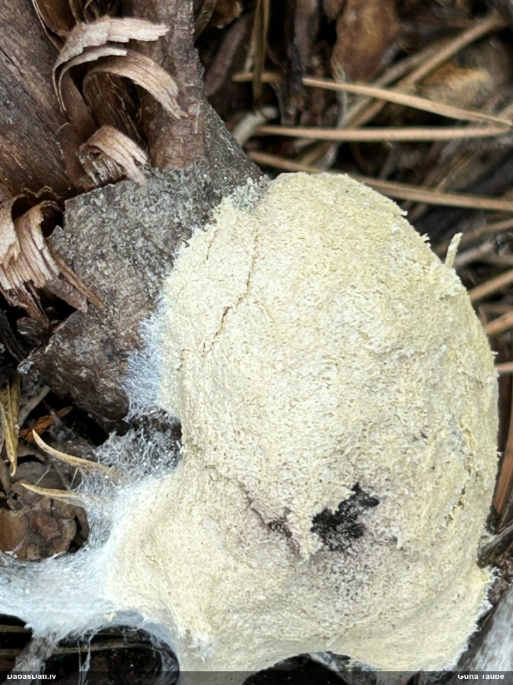 Dzeltenais ragansviests