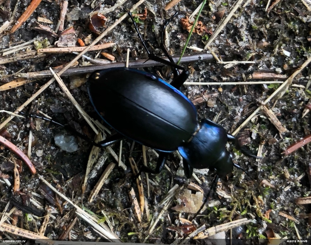 Skrejvabole Carabus violaceus