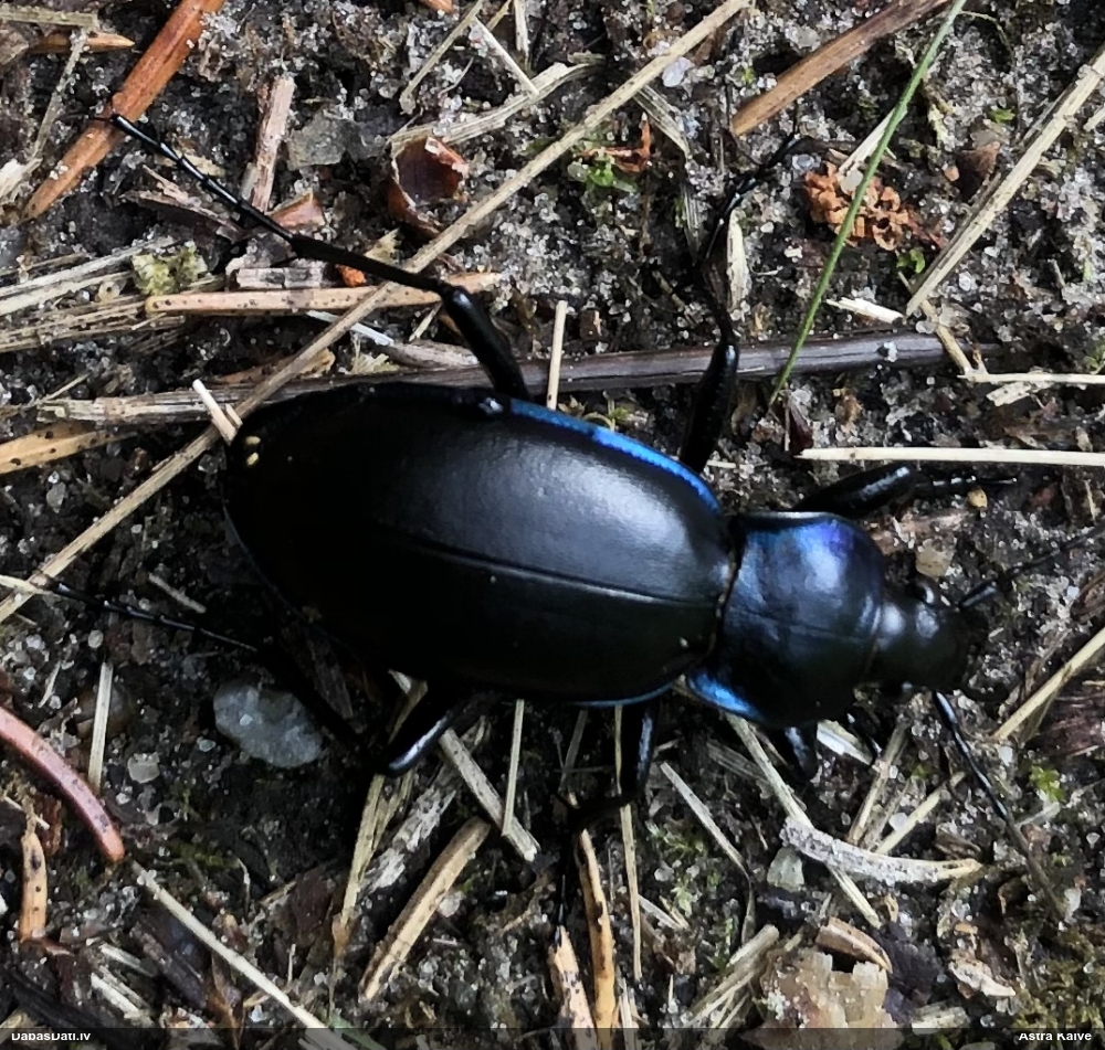 Skrejvabole Carabus violaceus
