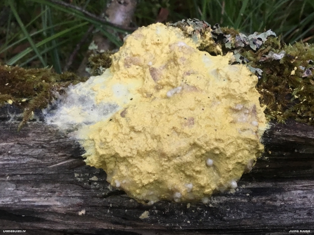 Dzeltenais ragansviests