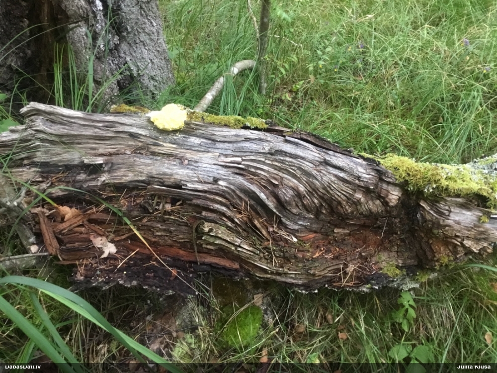 Dzeltenais ragansviests