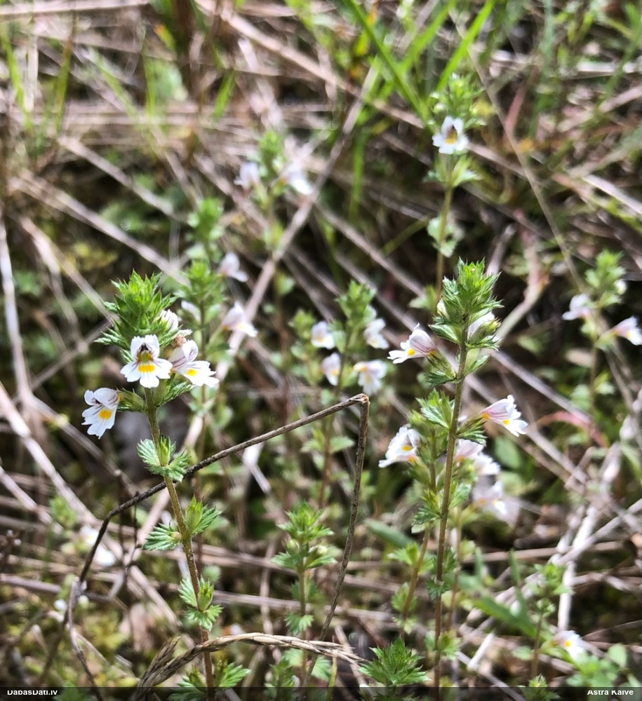 Rostkov's Eyebright