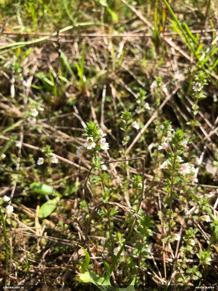 Rostkov's Eyebright