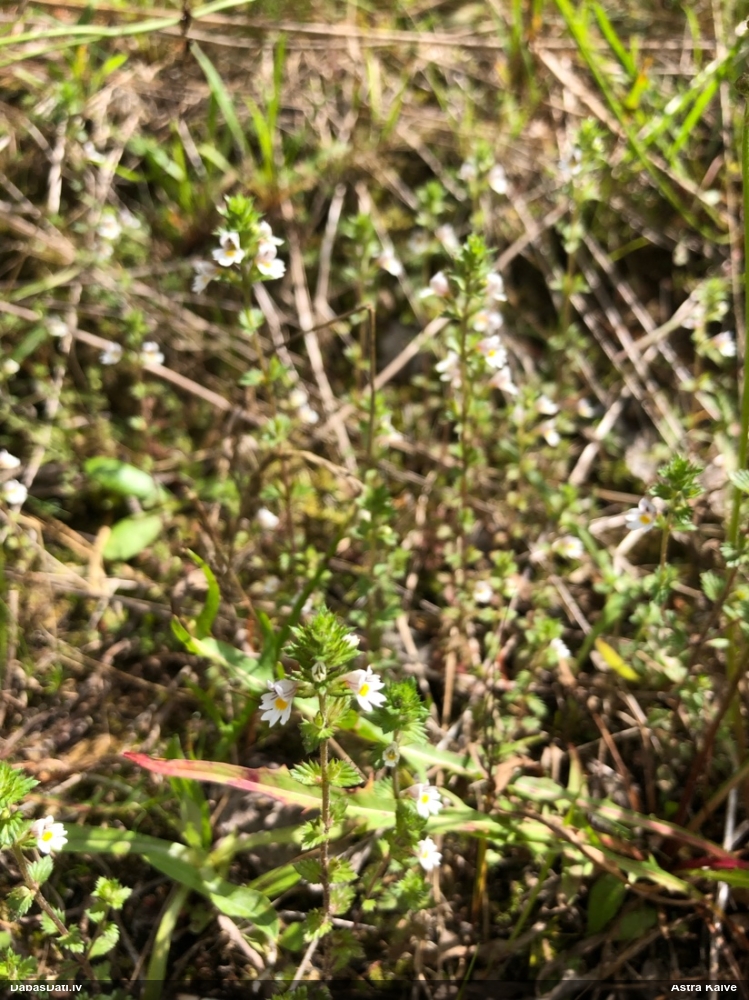 Rostkov's Eyebright