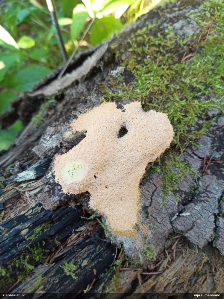 Rūsganais ragansviests