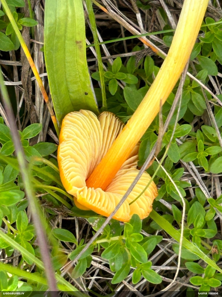 Oranždzeltenā stiklene