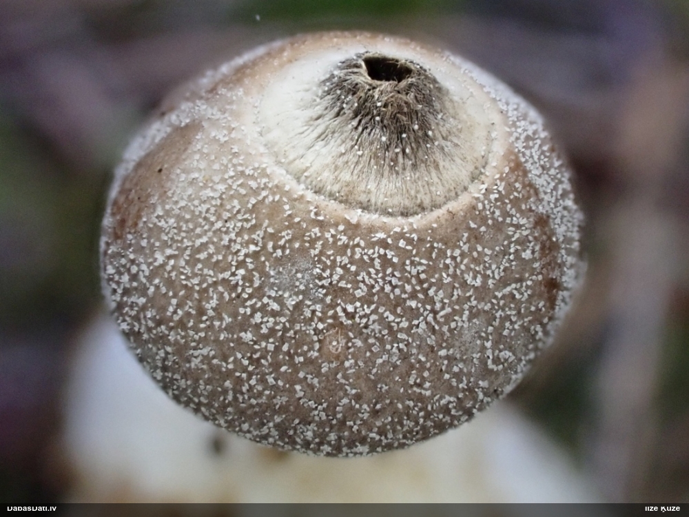 Sīkā zemeszvaigzne