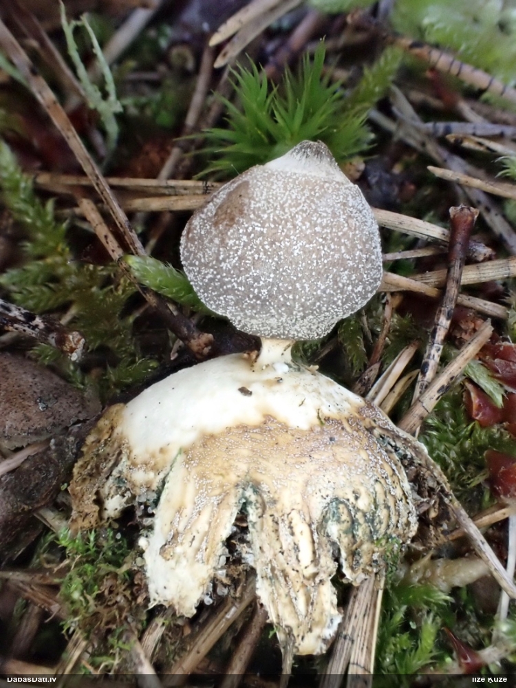 Sīkā zemeszvaigzne