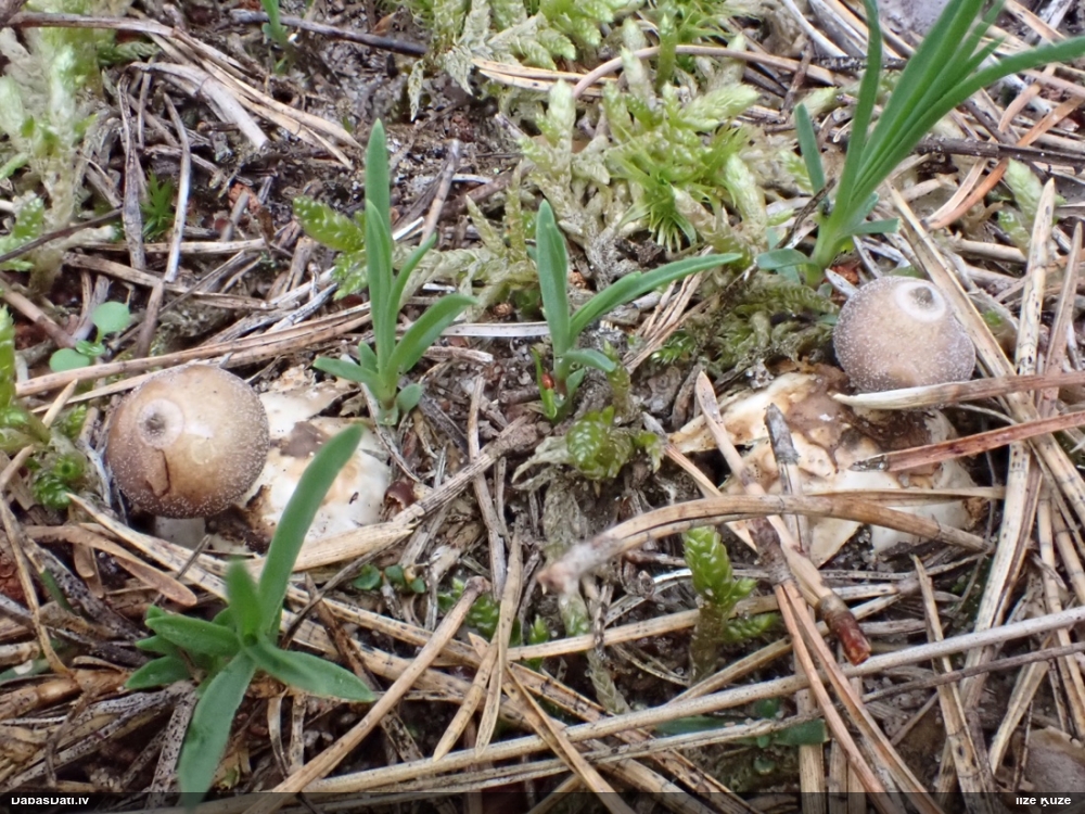 Sīkā zemeszvaigzne