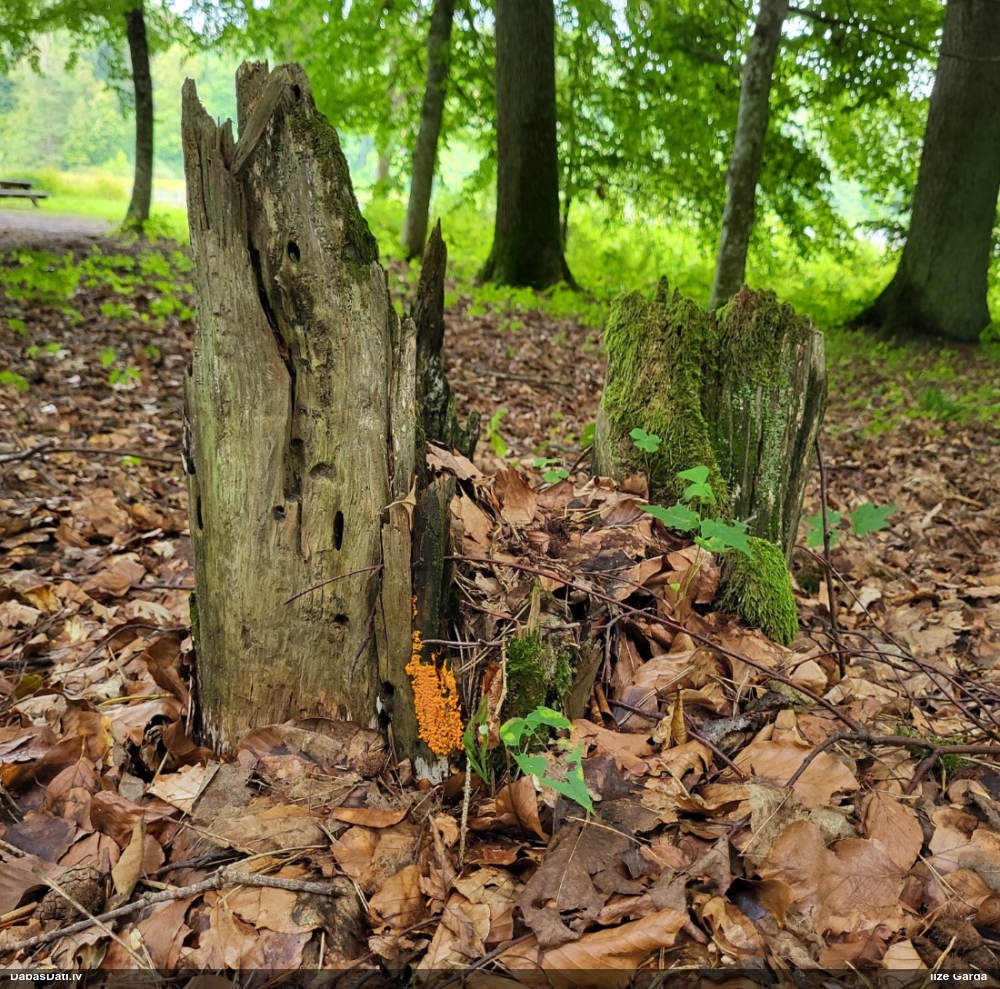 Pumpurīšu dzimtas gļotsēne (nenoteikta)