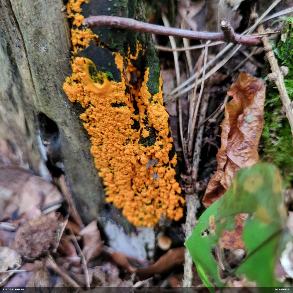 Pumpurīšu dzimtas gļotsēne (nenoteikta)