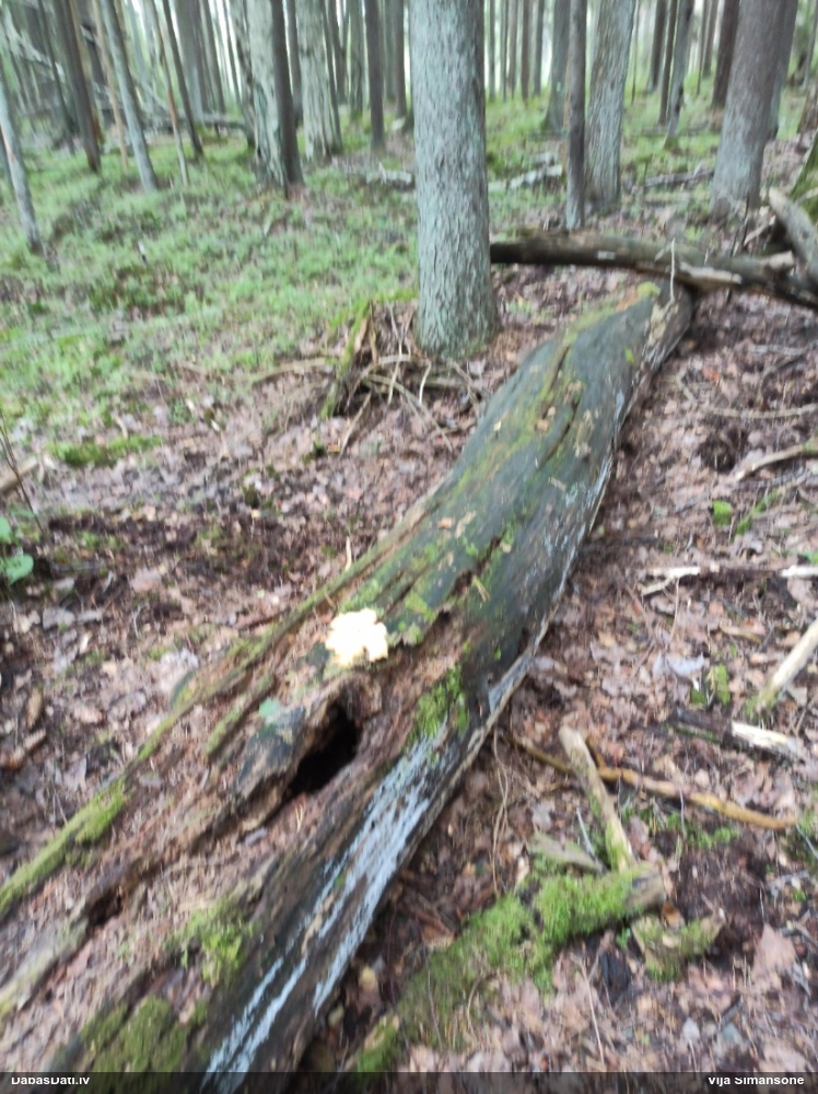 Dažādsporu ragansviests