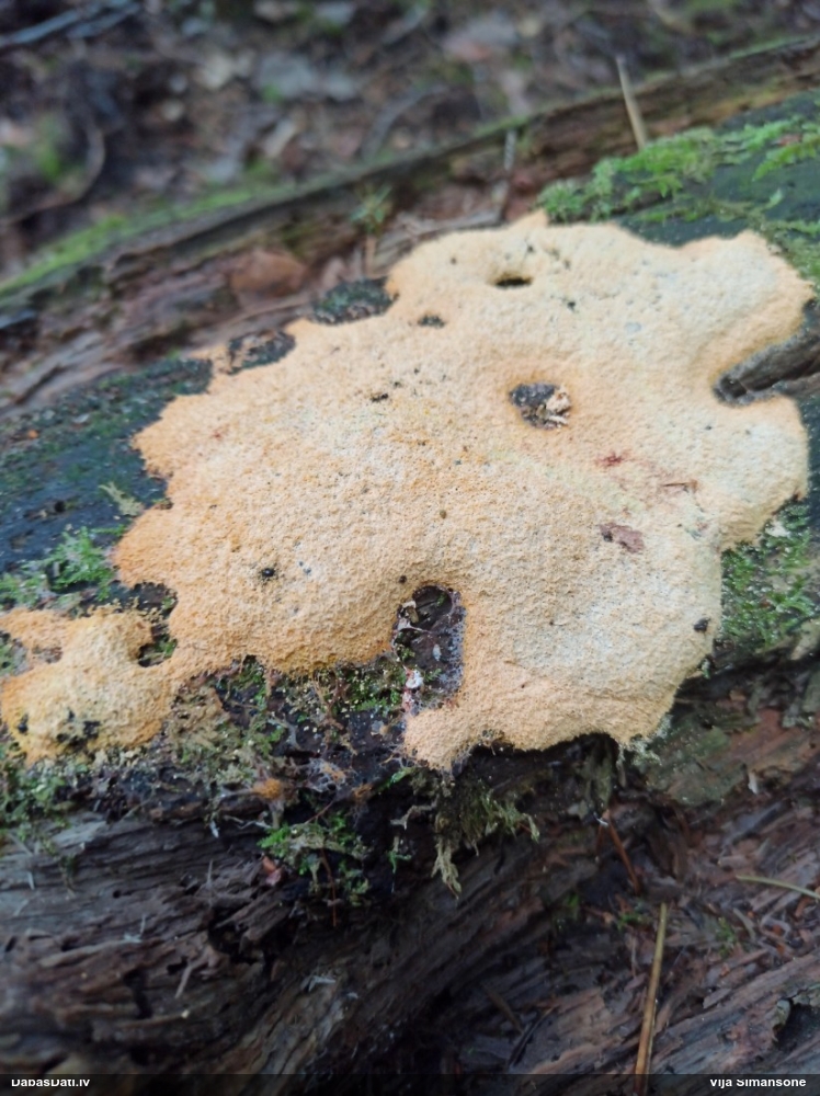 Dažādsporu ragansviests