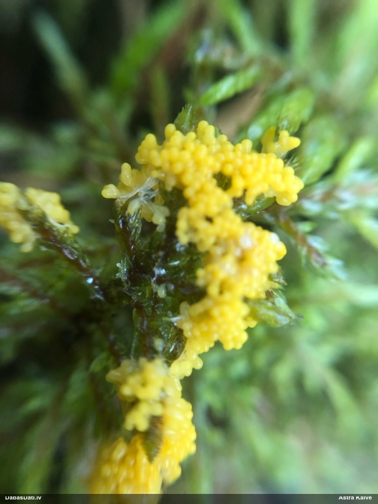 Zaļganā pumpurīte