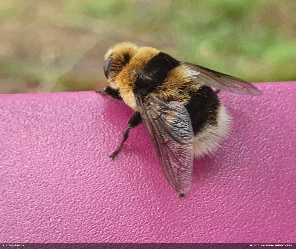 Spindele Cephenemyia ulrichii