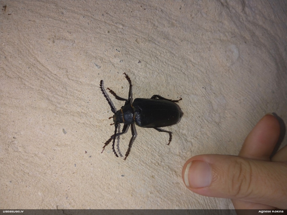 Priežu dižkoksngrauzis